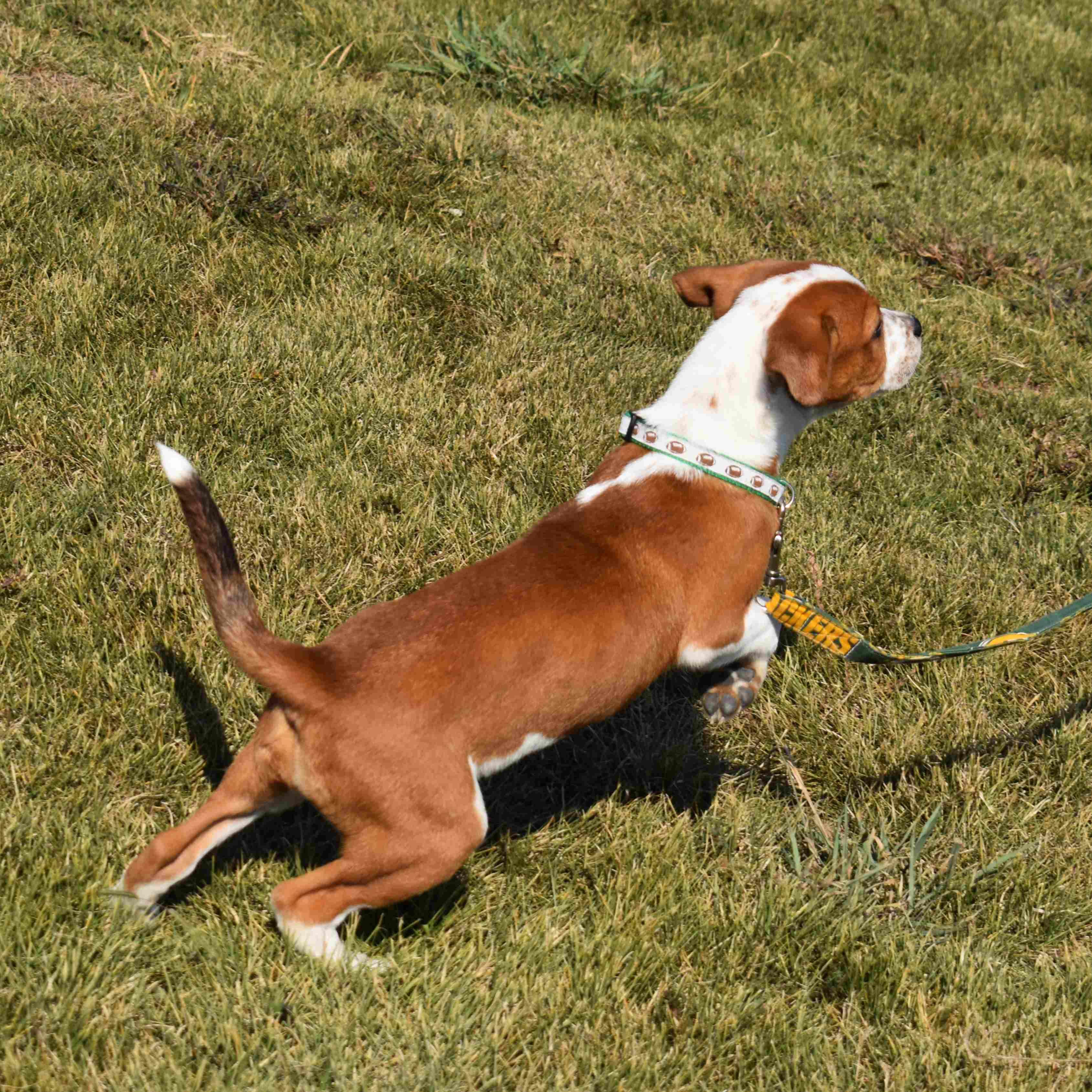 Enlarge Lucy, a Adopted Mixed Breed in Searcy, AR image 3/6