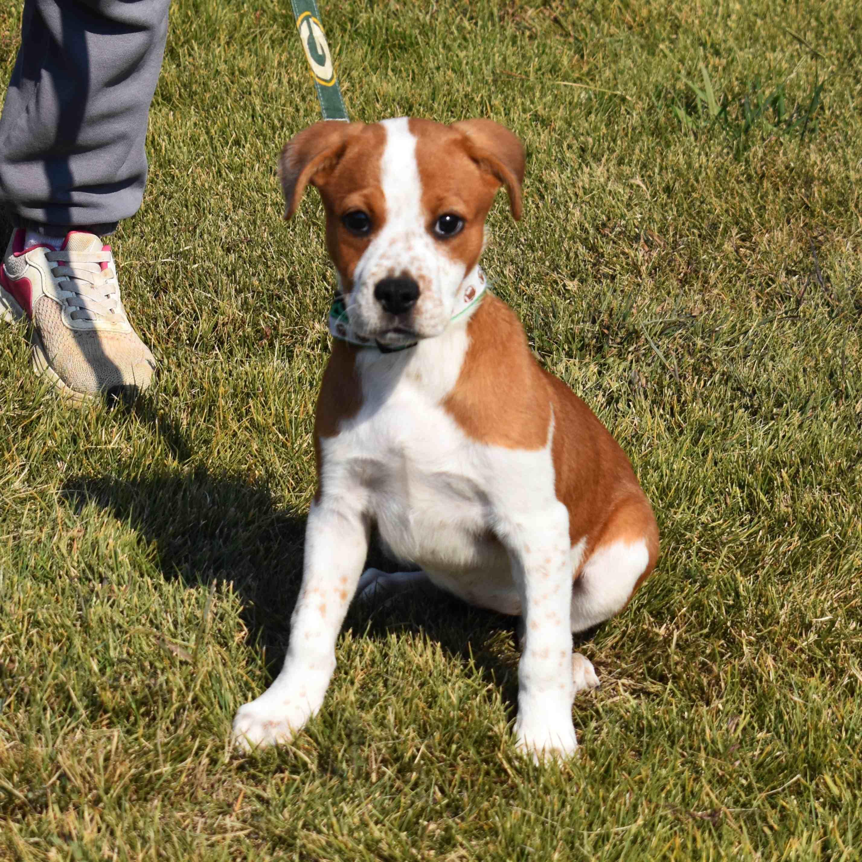 Enlarge Lucy, a Adopted Mixed Breed in Searcy, AR image 4/6