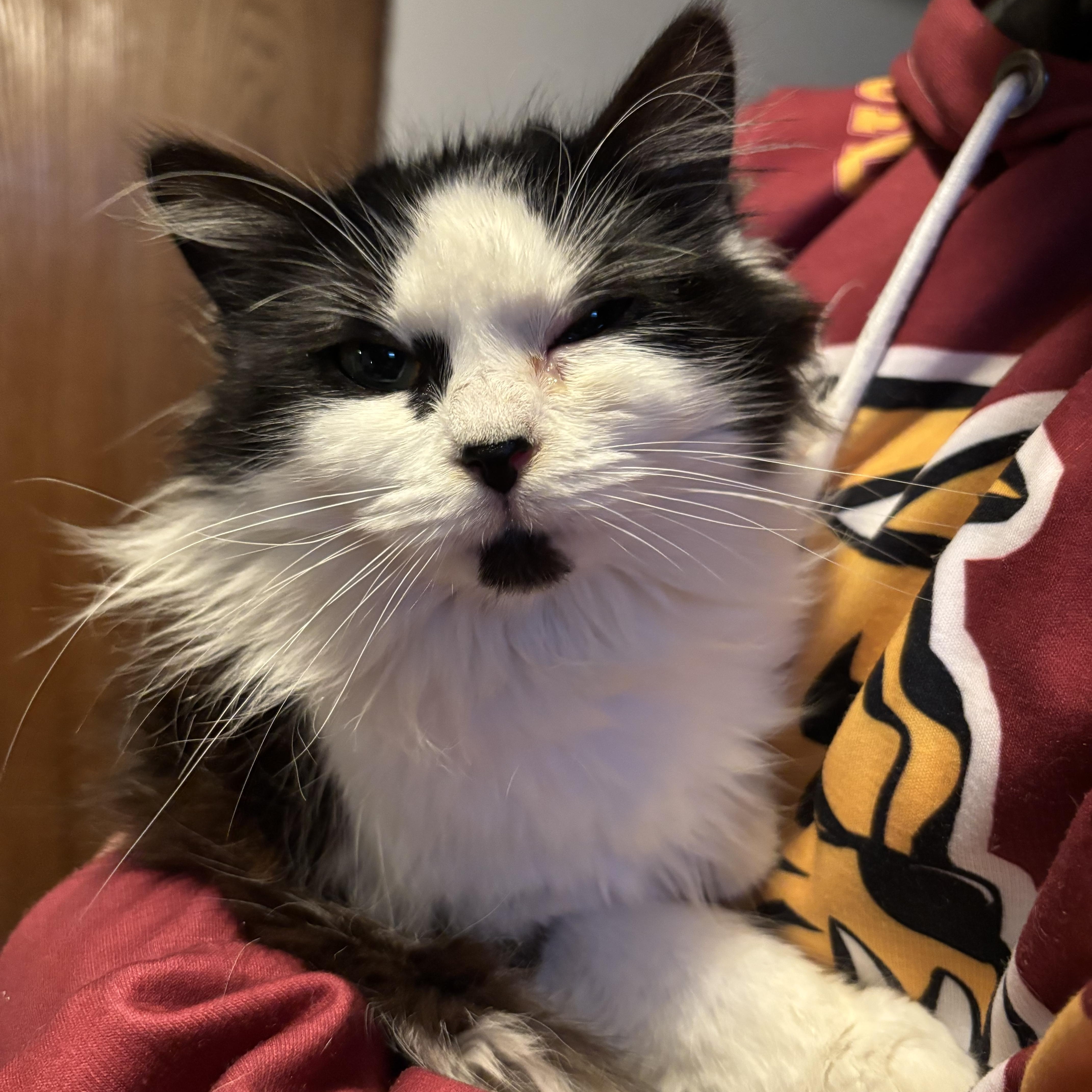 Enlarge Leigh, a ADOPTABLE Domestic Long Hair in Minneapolis, MN image 2/2