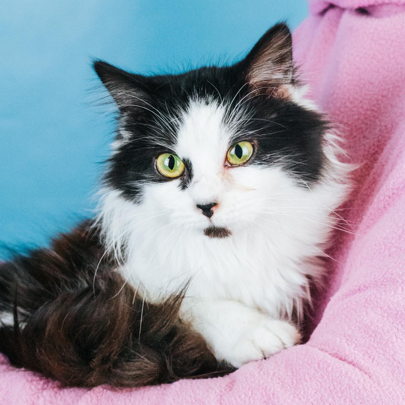 Enlarge Leigh, a ADOPTABLE Domestic Long Hair in Minneapolis, MN image 1/2