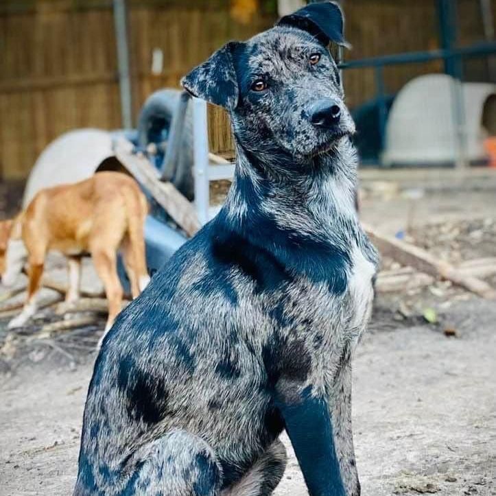 Velvet, Adopted, Young Female Catahoula Leopard Dog.