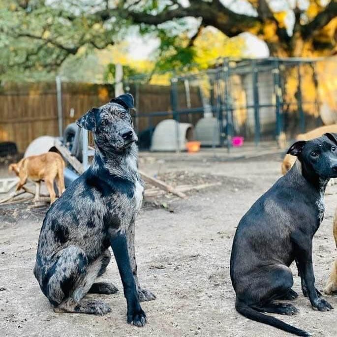 Velvet, a Adopted mixed breed in Goliad, TX image 3/10