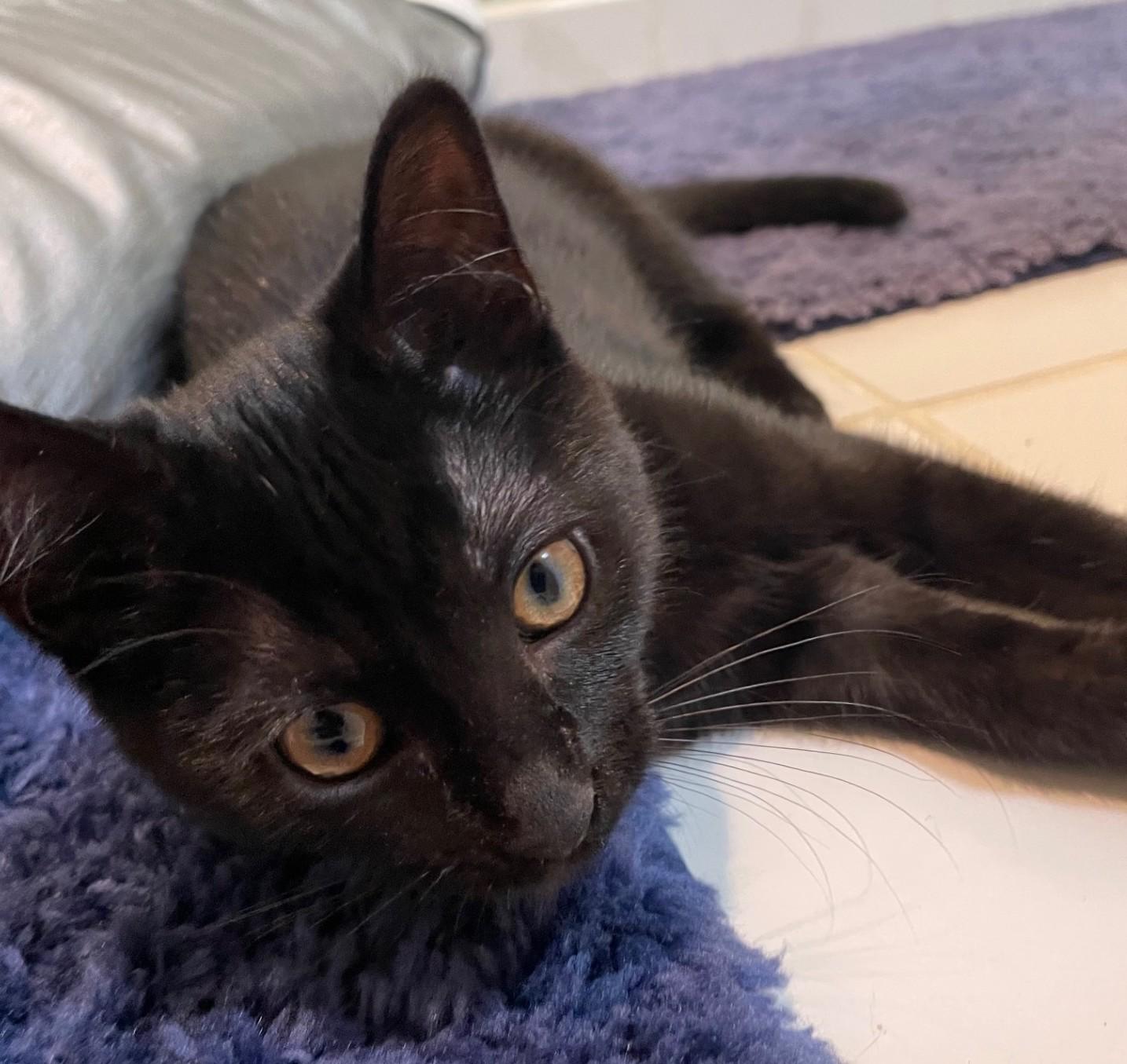 Bagheera