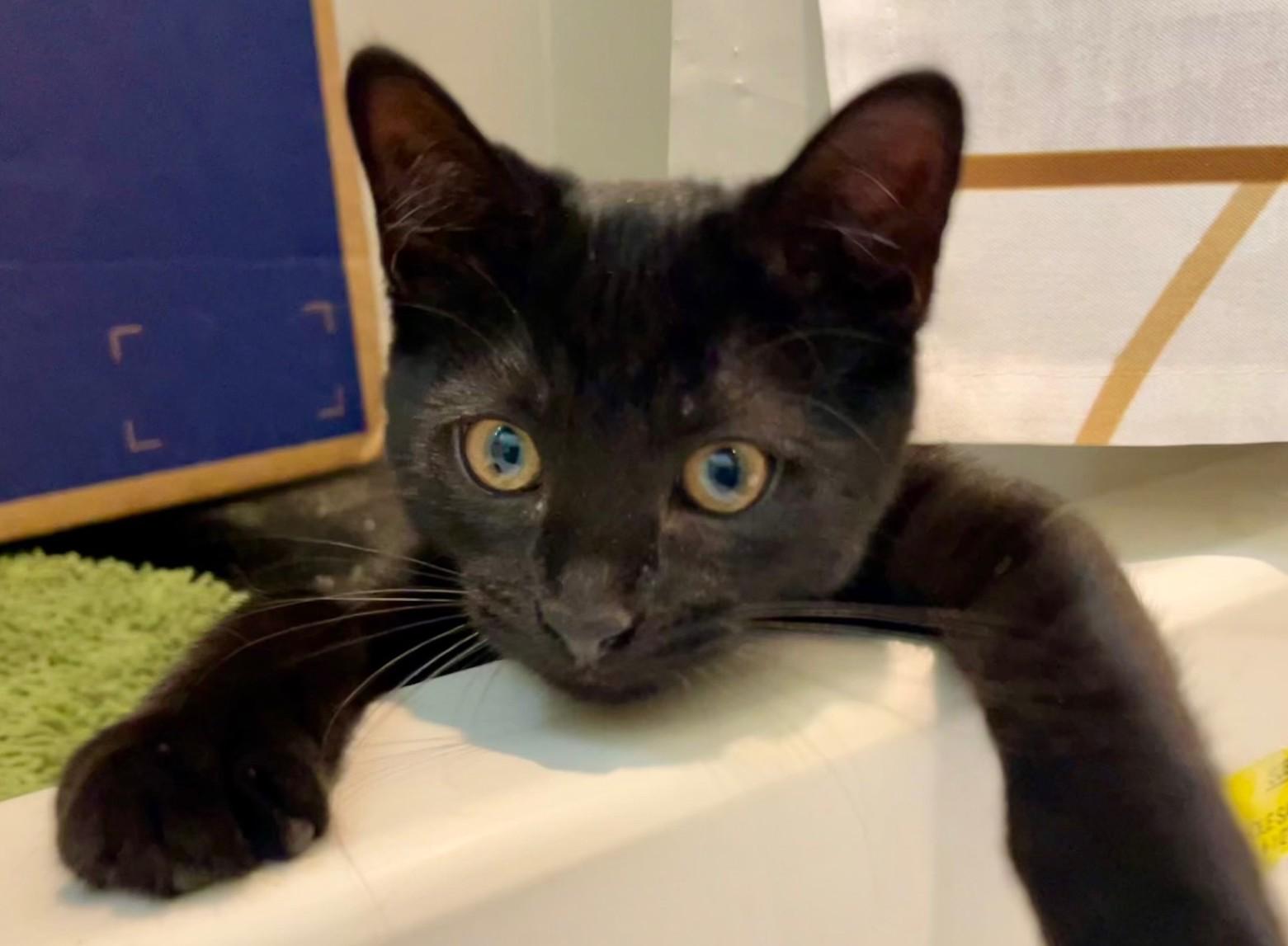 Bagheera
