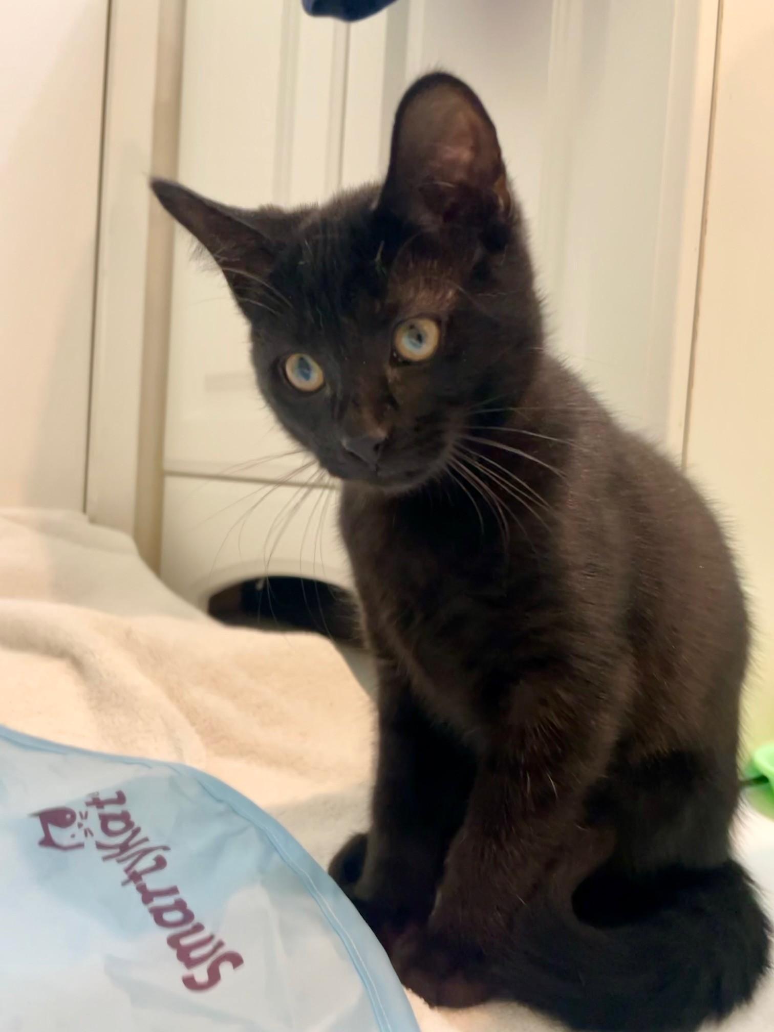 Bagheera
