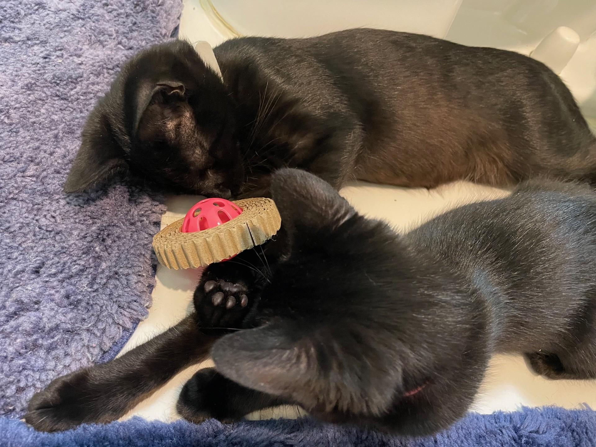 Bagheera