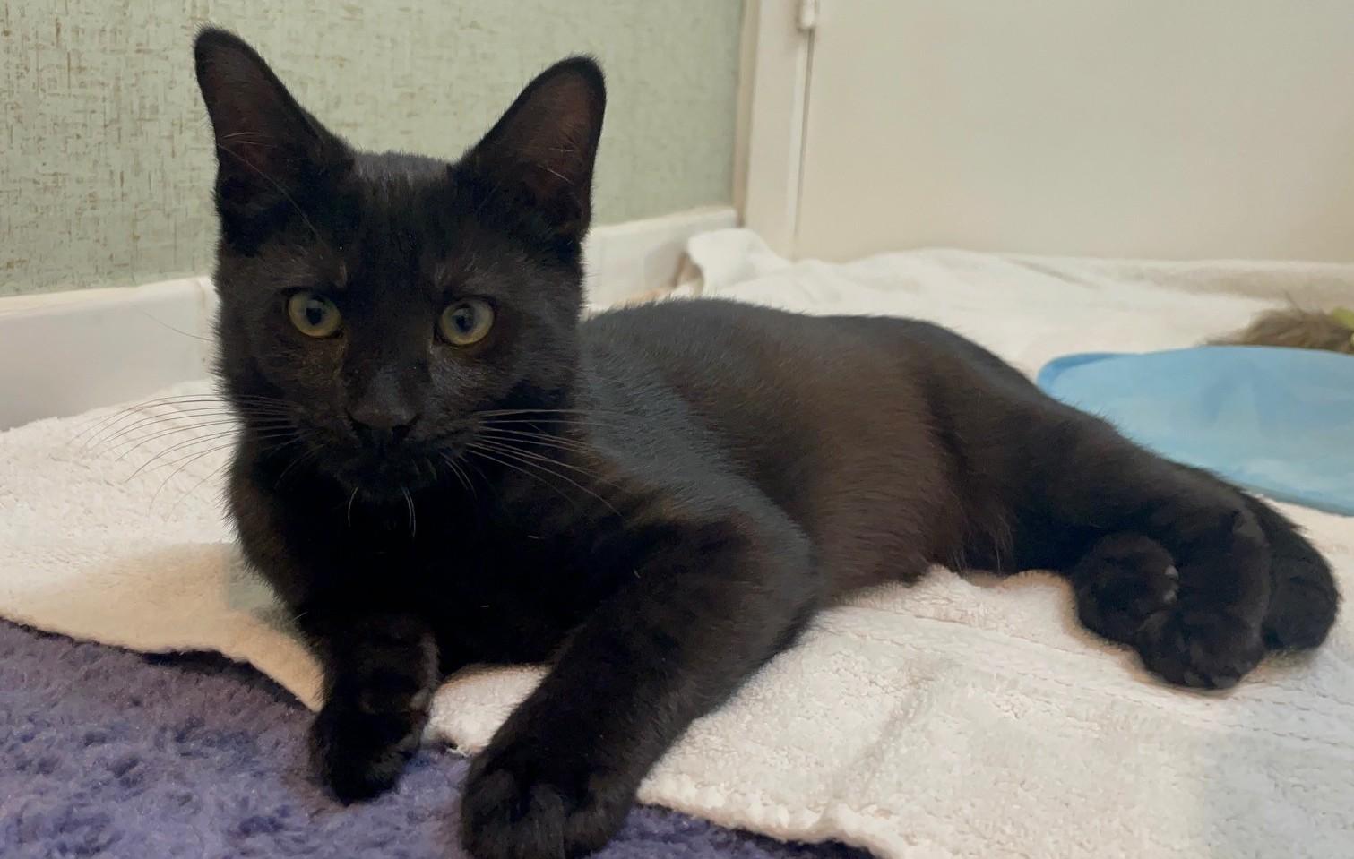 Bagheera