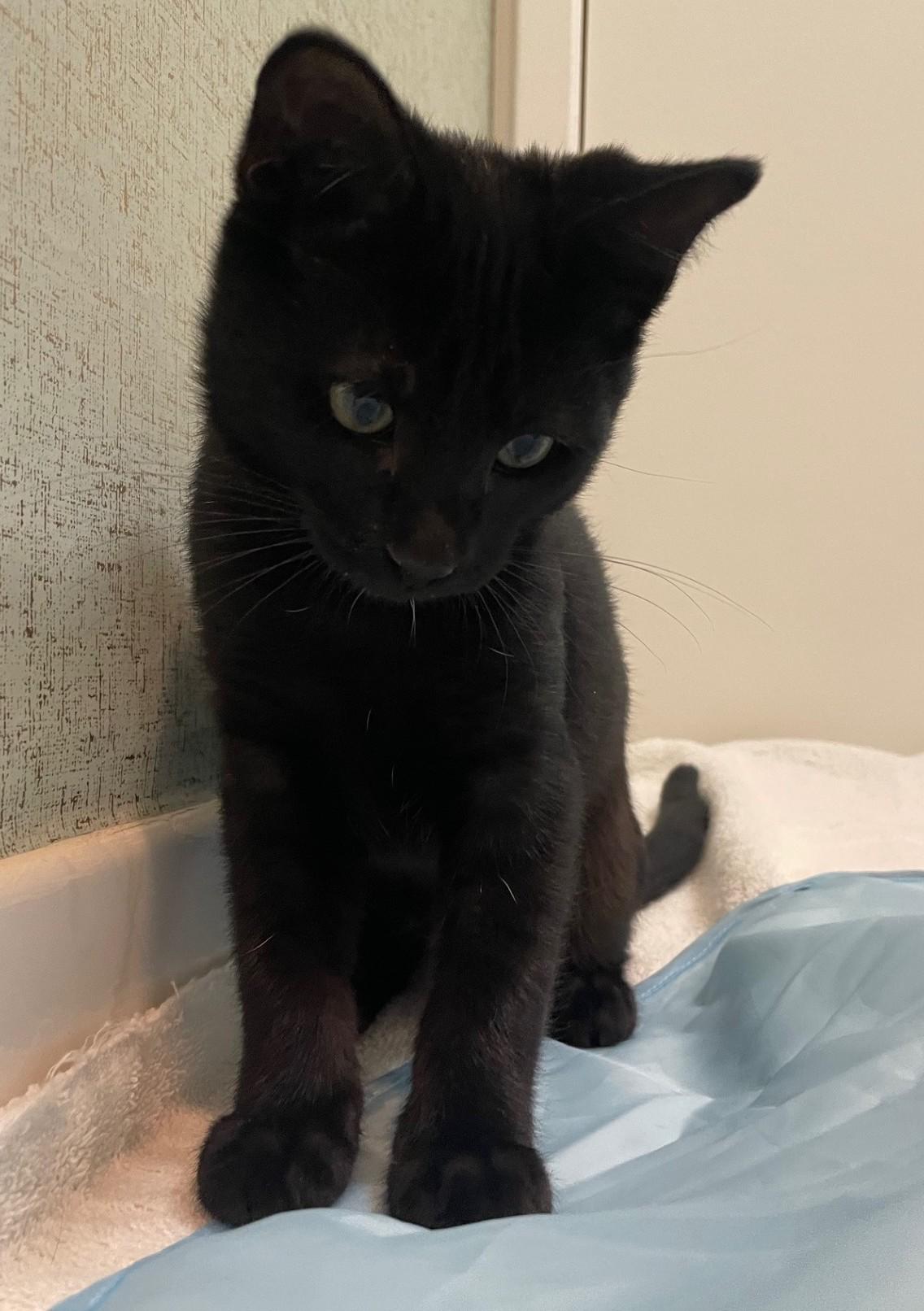 Bagheera