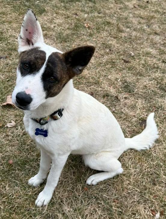 Mango, Adoptable, Adult Female Cattle Dog.