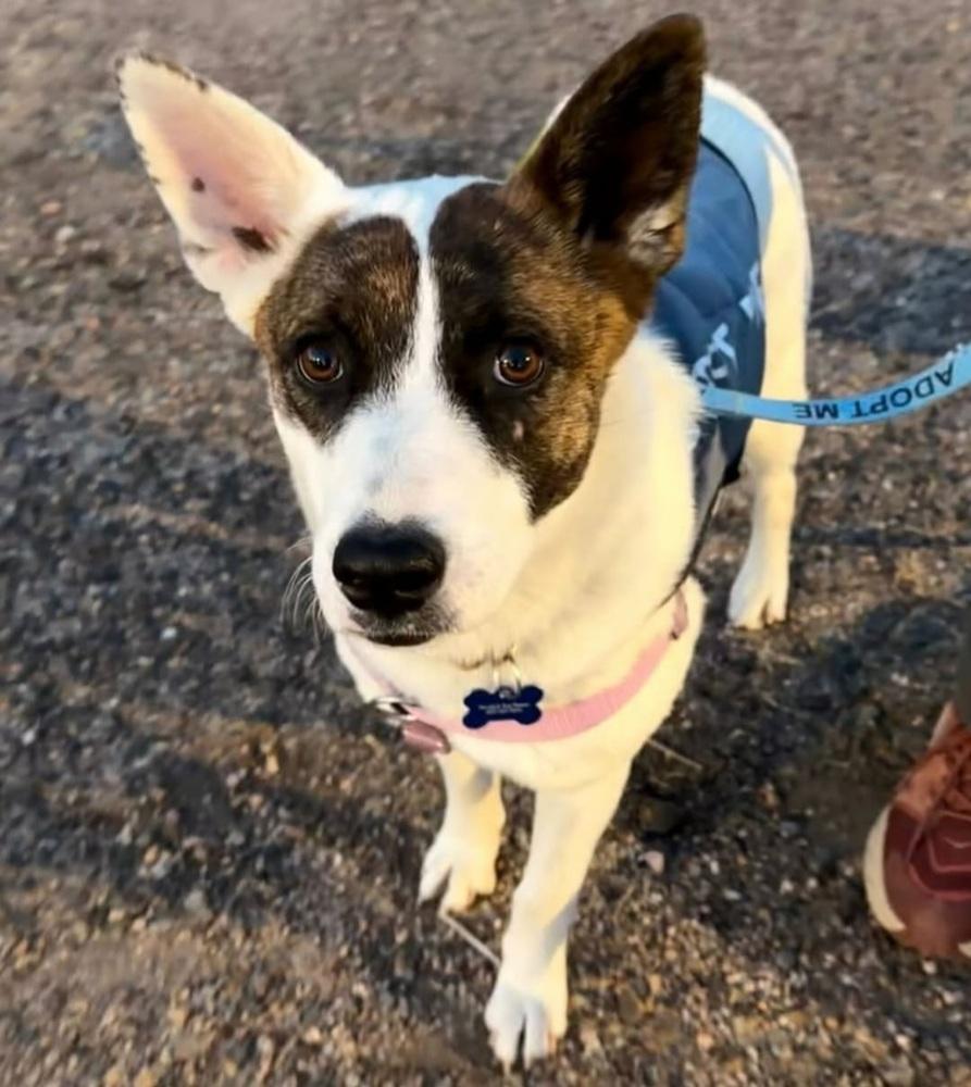 Enlarge Mango, a Adoptable mixed breed in Fort Lupton, CO image 2/6