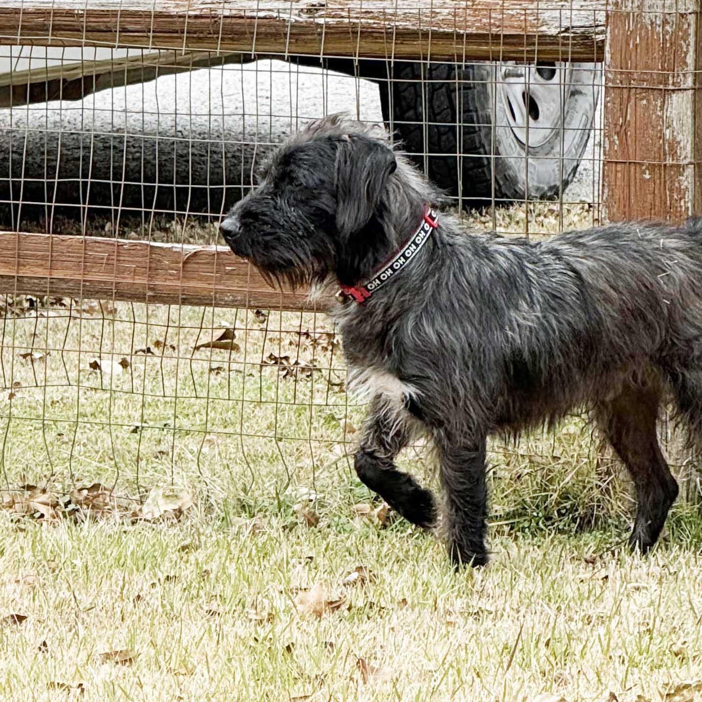 Jovie - NEED FOSTER, OR FOSTER WITH INTENT TO ADOPT, an adoptable mixed breed in White Bear Lake, MN image 2/6