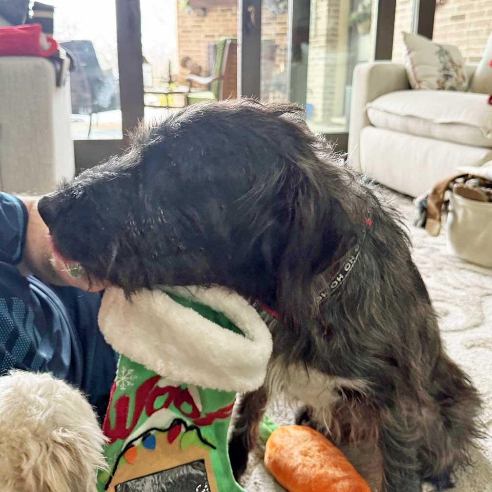 Jovie - NEED FOSTER, OR FOSTER WITH INTENT TO ADOPT, an adoptable mixed breed in White Bear Lake, MN image 4/6