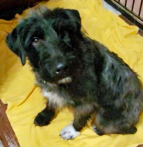 Jovie - NEED FOSTER, OR FOSTER WITH INTENT TO ADOPT, an adoptable mixed breed in White Bear Lake, MN image 5/6