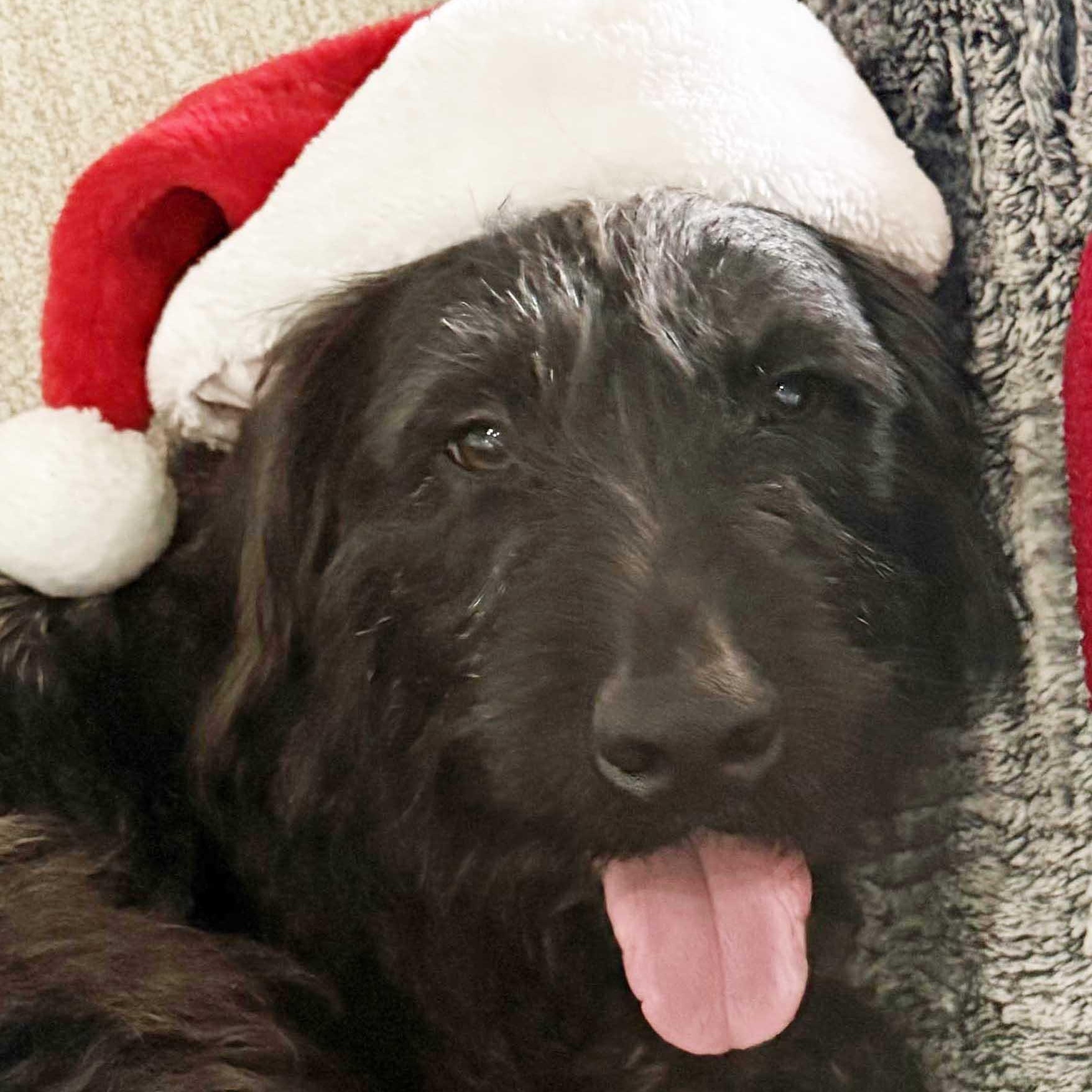 Jovie - NEED FOSTER, OR FOSTER WITH INTENT TO ADOPT, an adoptable mixed breed in White Bear Lake, MN image 1/6