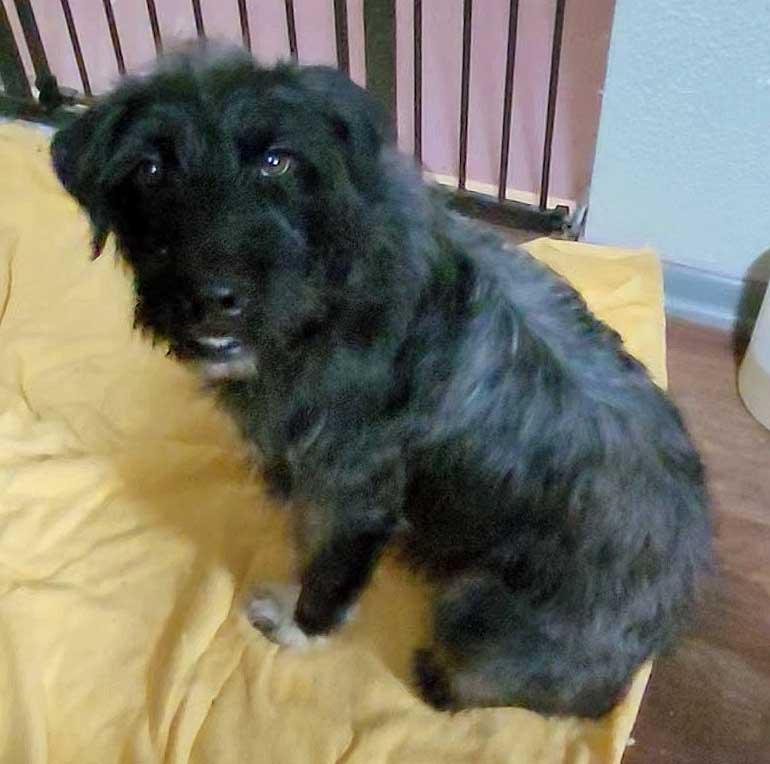 Jovie - NEED FOSTER, OR FOSTER WITH INTENT TO ADOPT, an adoptable mixed breed in White Bear Lake, MN image 6/6