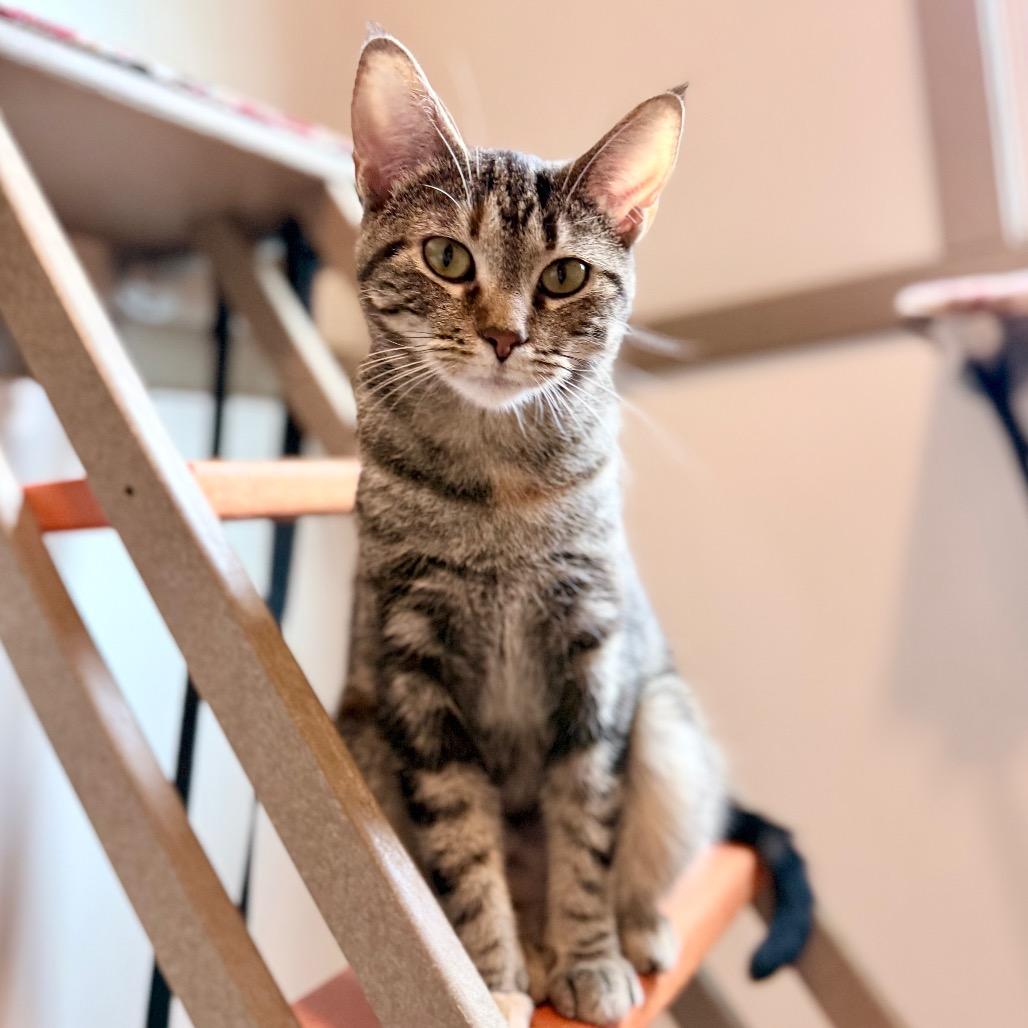 Astrid, Adoptable, Young Female Domestic Short Hair.