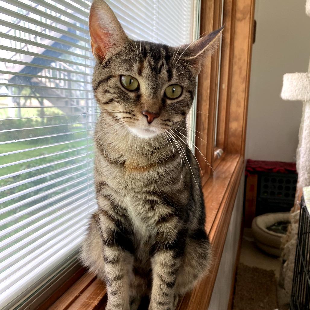 Enlarge Astrid, a Adoptable Domestic Short Hair in Green Bay, WI image 2/6