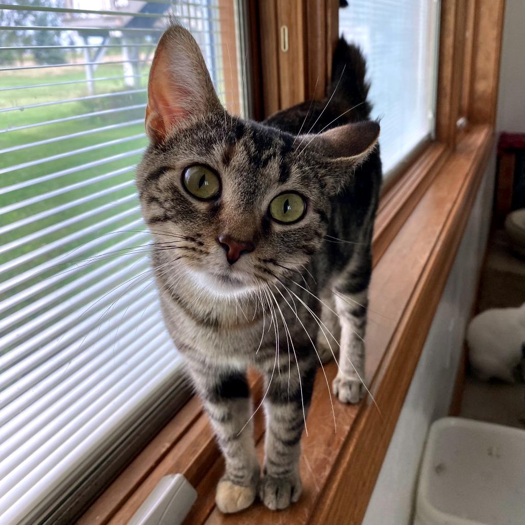 Enlarge Astrid, a Adoptable Domestic Short Hair in Green Bay, WI image 3/6