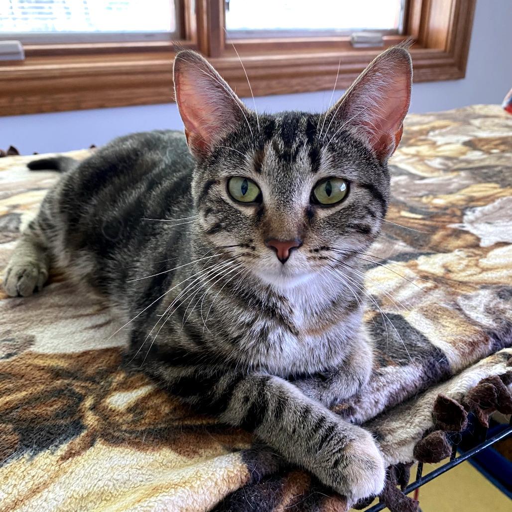 Enlarge Astrid, a Adoptable Domestic Short Hair in Green Bay, WI image 4/6