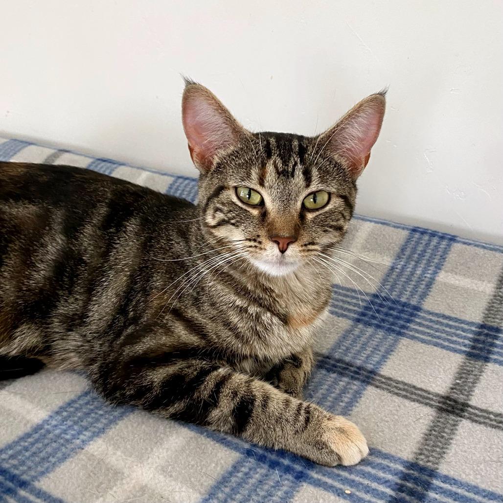 Enlarge Astrid, a Adoptable Domestic Short Hair in Green Bay, WI image 5/6