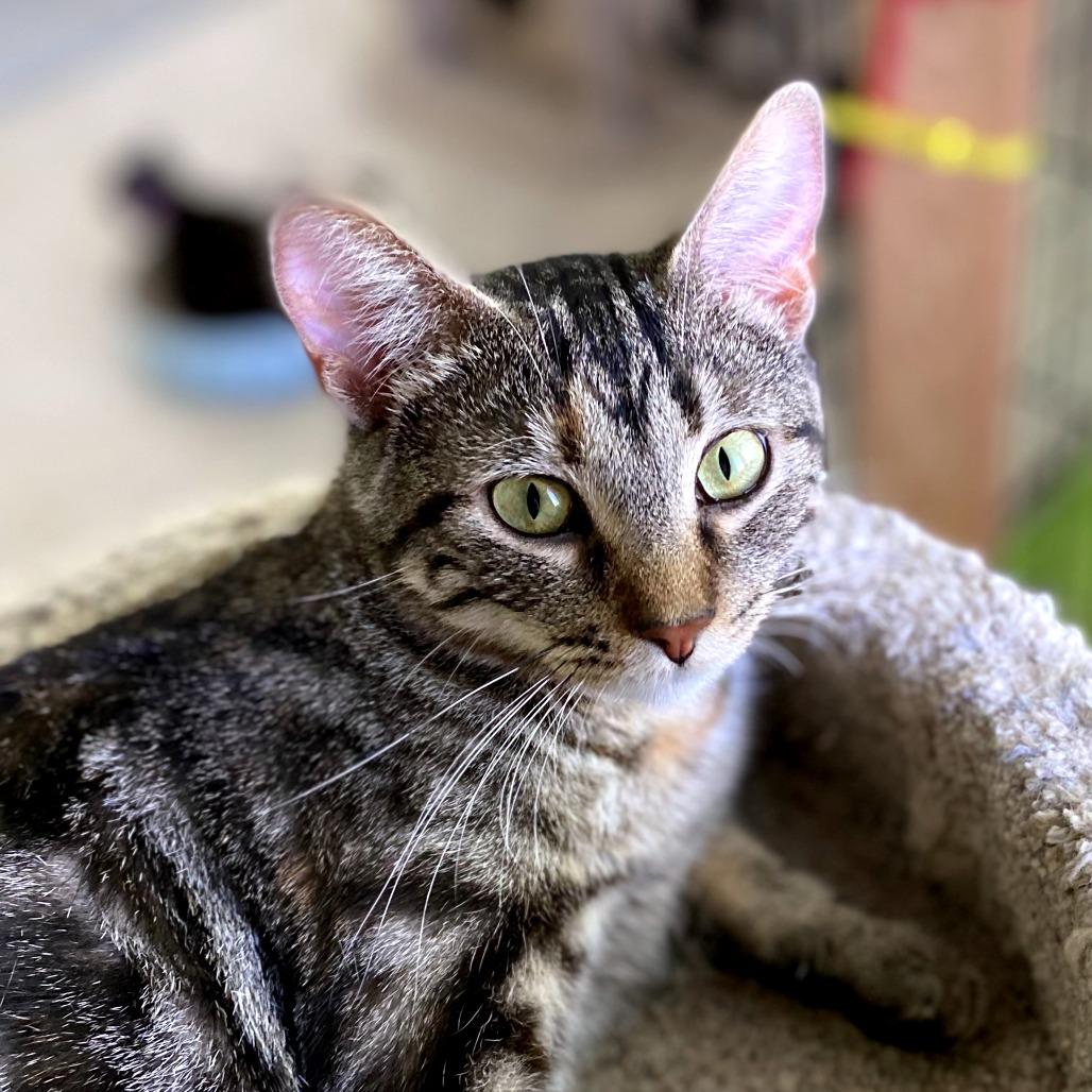 Enlarge Astrid, a Adoptable Domestic Short Hair in Green Bay, WI image 6/6