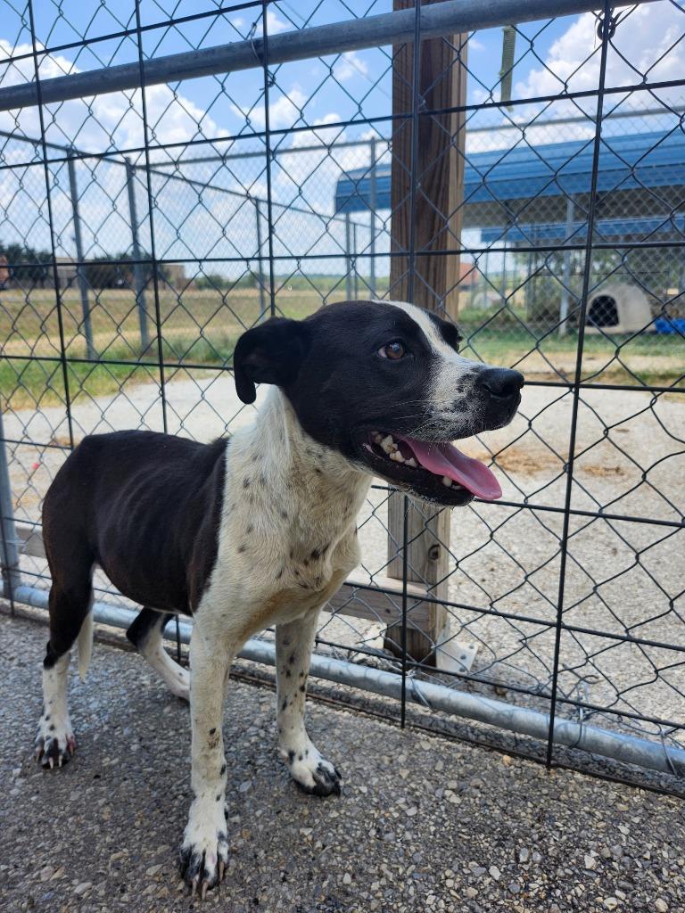 Enlarge Spoc, a Adoptable Pit Bull Terrier in Brownwood, TX image 1/2