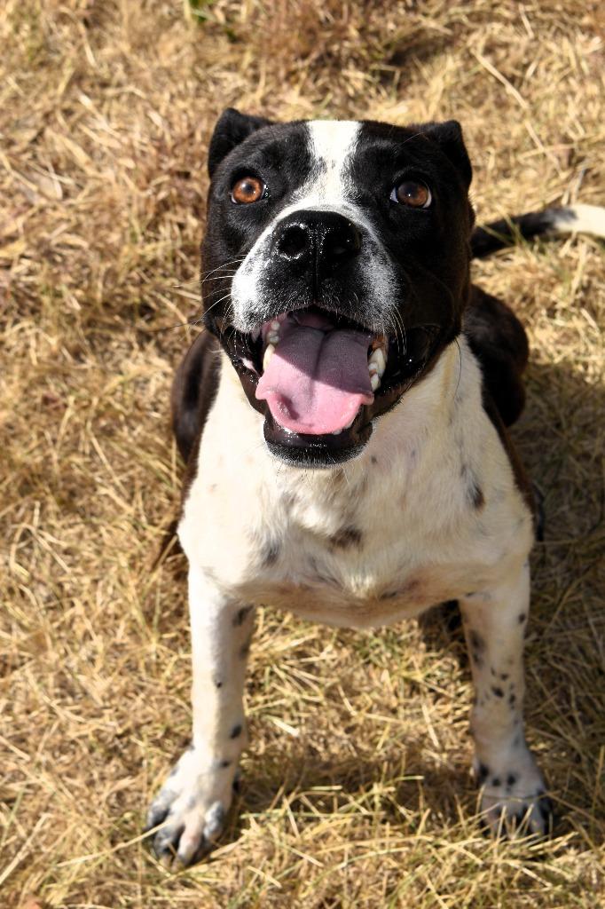 Enlarge Spoc, a Adoptable Pit Bull Terrier in Brownwood, TX image 2/2