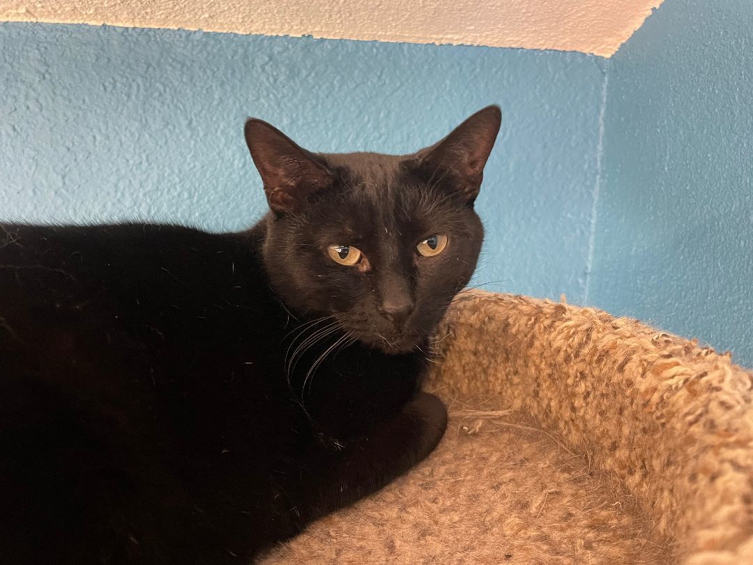 Enlarge Onyx, a Adoptable mixed breed in Mountain Center, CA image 2/3