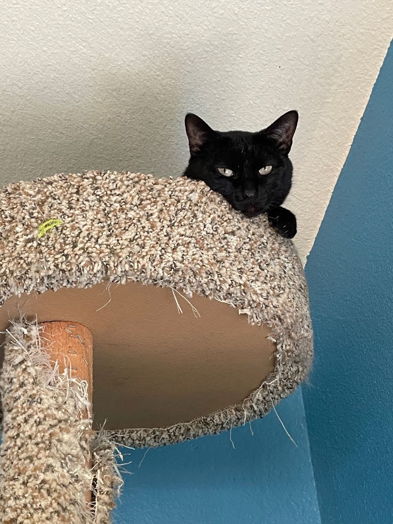 Enlarge Onyx, a Adoptable mixed breed in Mountain Center, CA image 3/3