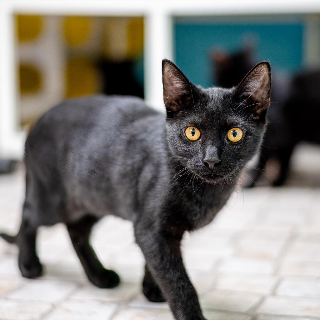 Enlarge Cherokee, a Adoptable Domestic Short Hair in Saint Petersburg, FL image 1/1