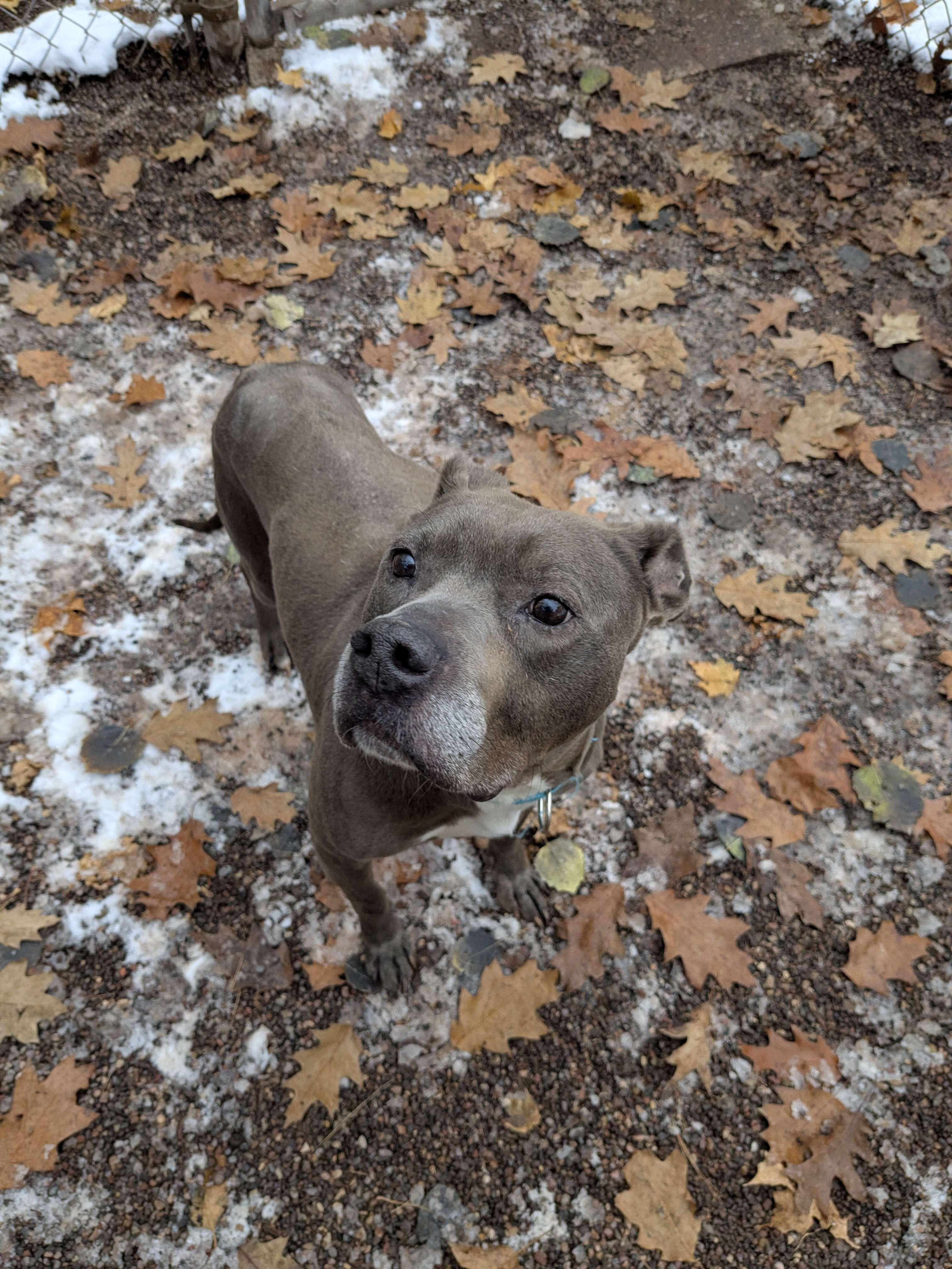 Enlarge Chill, a Adoptable mixed breed in Houghton, MI image 1/1
