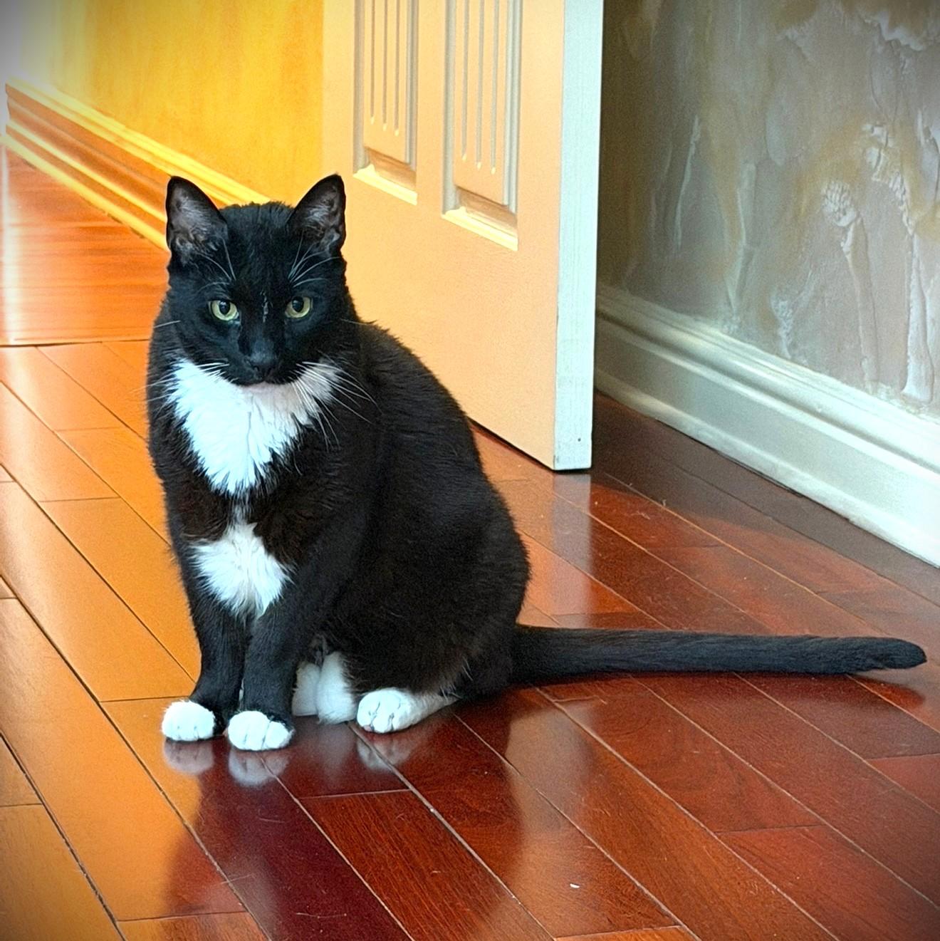 Enlarge Willie, a Adoptable mixed breed in Brooklyn, NY image 2/3