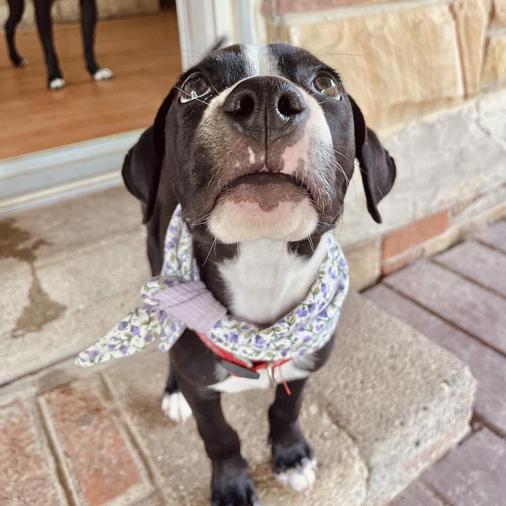 Millie, Adoptable, Adult Female Plott Hound & Mixed Breed.