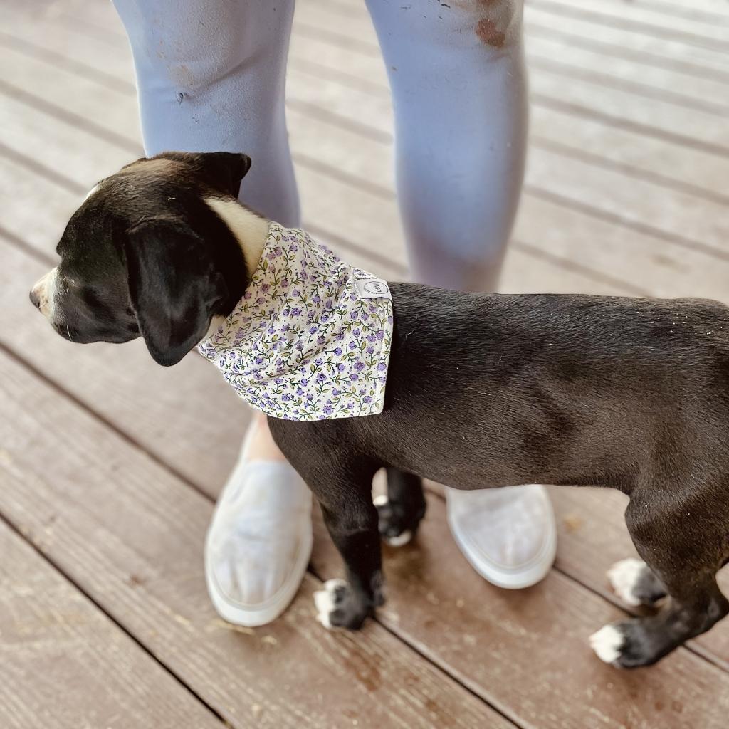 Enlarge Millie, a Adoptable mixed breed in Springboro, OH image 2/6