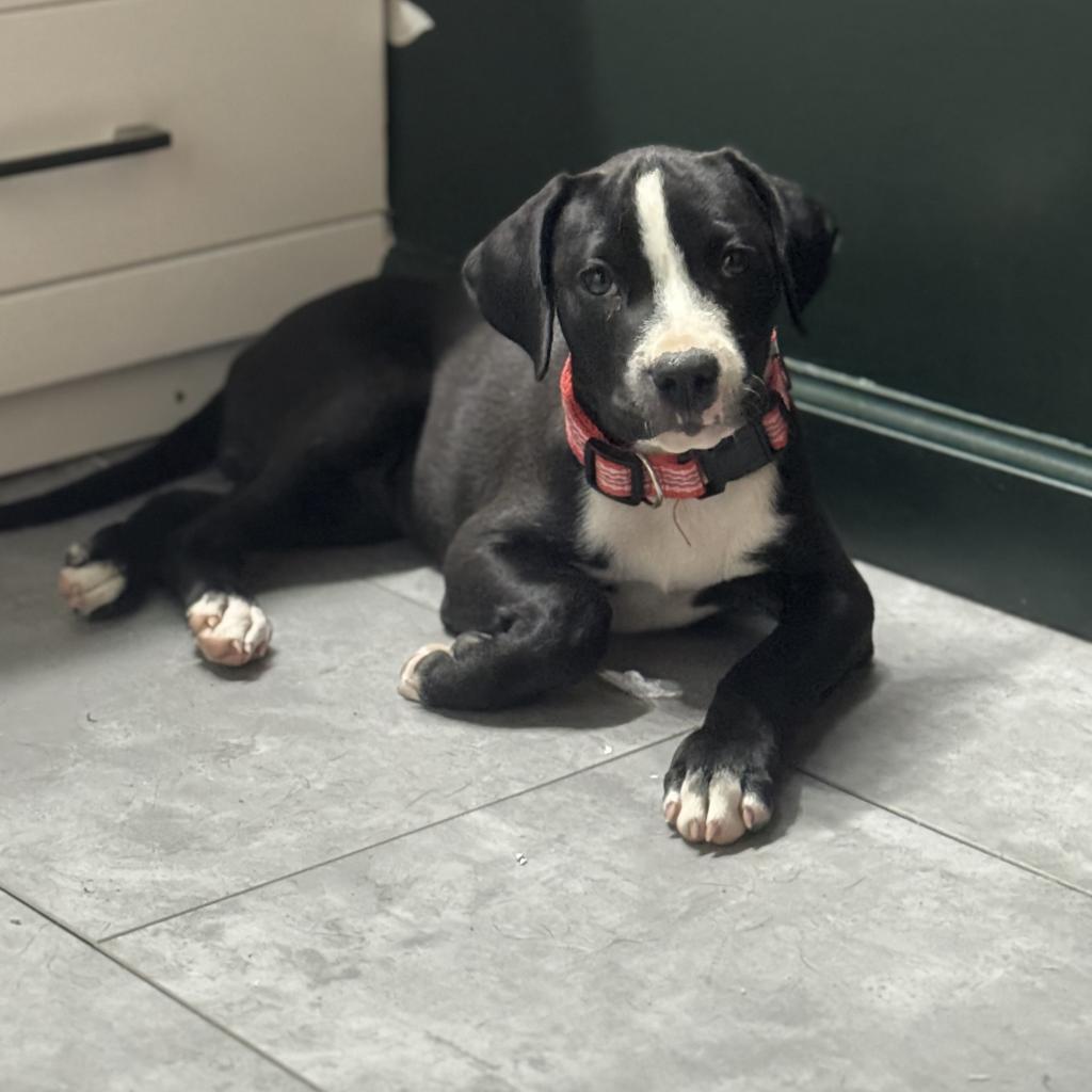 Enlarge Millie, a Adoptable mixed breed in Springboro, OH image 3/6