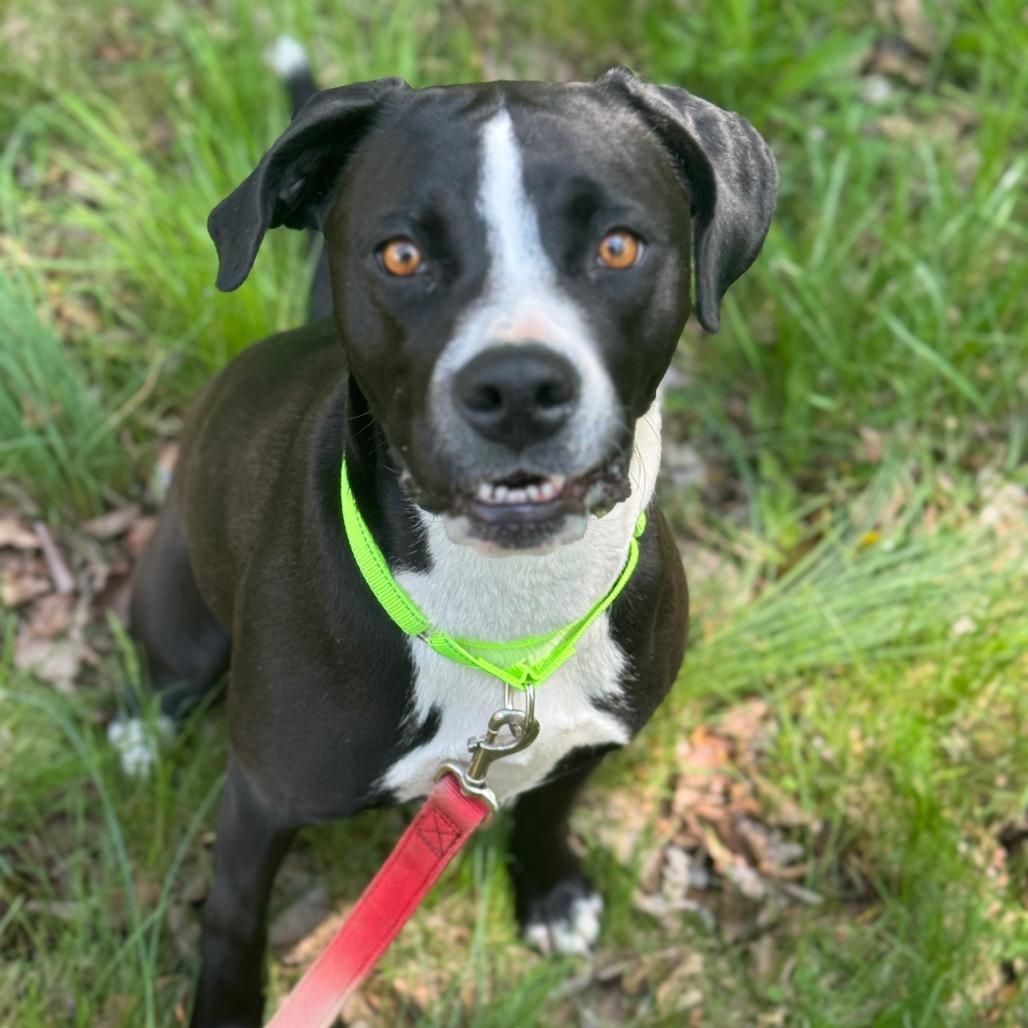 Enlarge Millie, a Adoptable mixed breed in Springboro, OH image 4/6