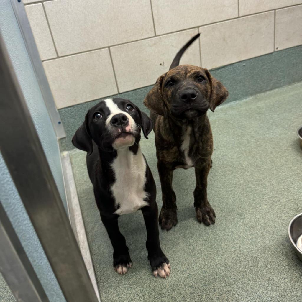 Enlarge Millie, a Adoptable mixed breed in Springboro, OH image 5/6