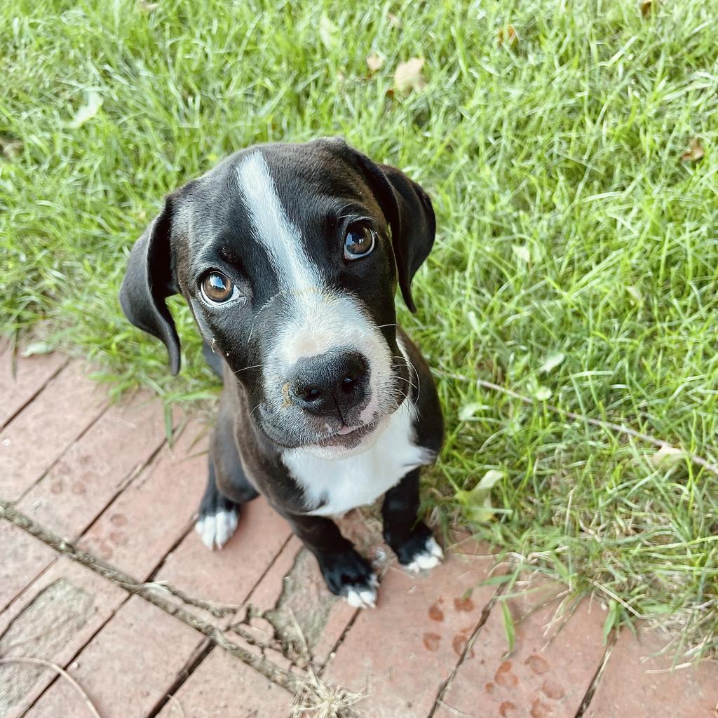 Enlarge Millie, a Adoptable mixed breed in Springboro, OH image 6/6