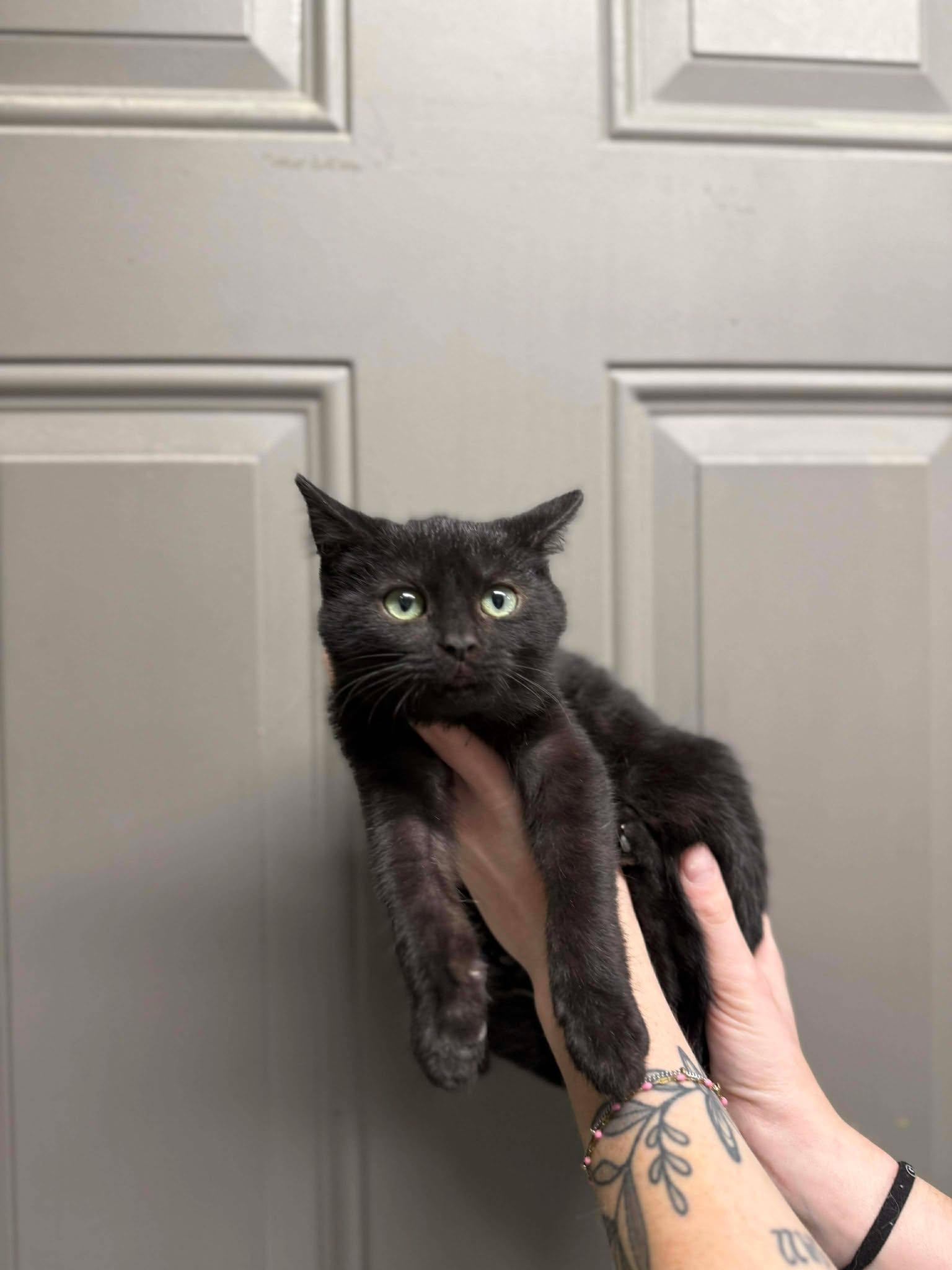 Moth, ADOPTABLE, Young Female Domestic Short Hair.