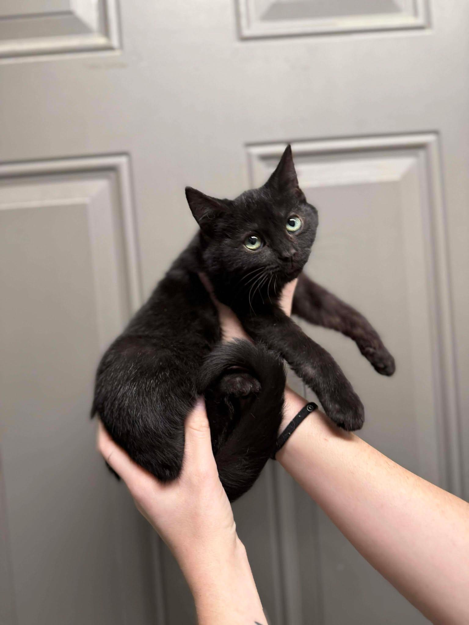 Enlarge Moth (Fully Sponsored!), an adopted mixed breed in Leitchfield, KY image 2/2