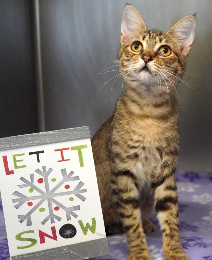 Stymie, Adoptable, Kitten Female Domestic Medium Hair.