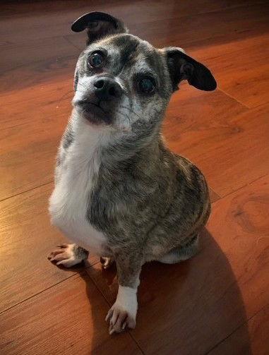 Simba, Adoptable, Adult Male Pug & Chihuahua.