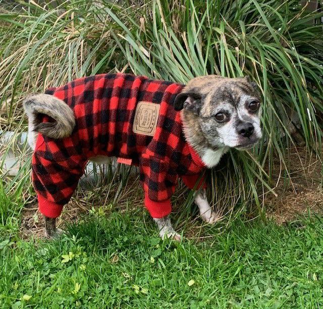 Simba, a Adoptable mixed breed in Pelham, MA image 2/3