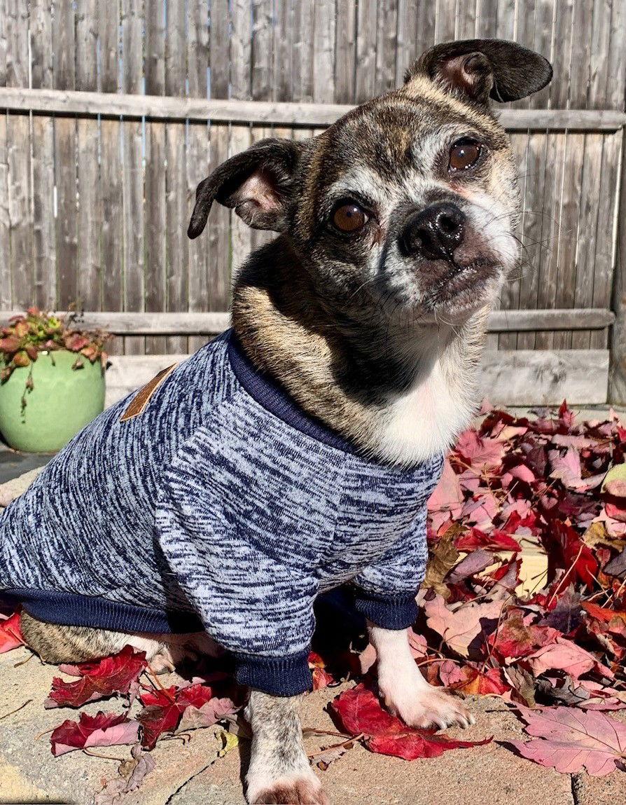 Simba, a Adoptable mixed breed in Pelham, MA image 3/3