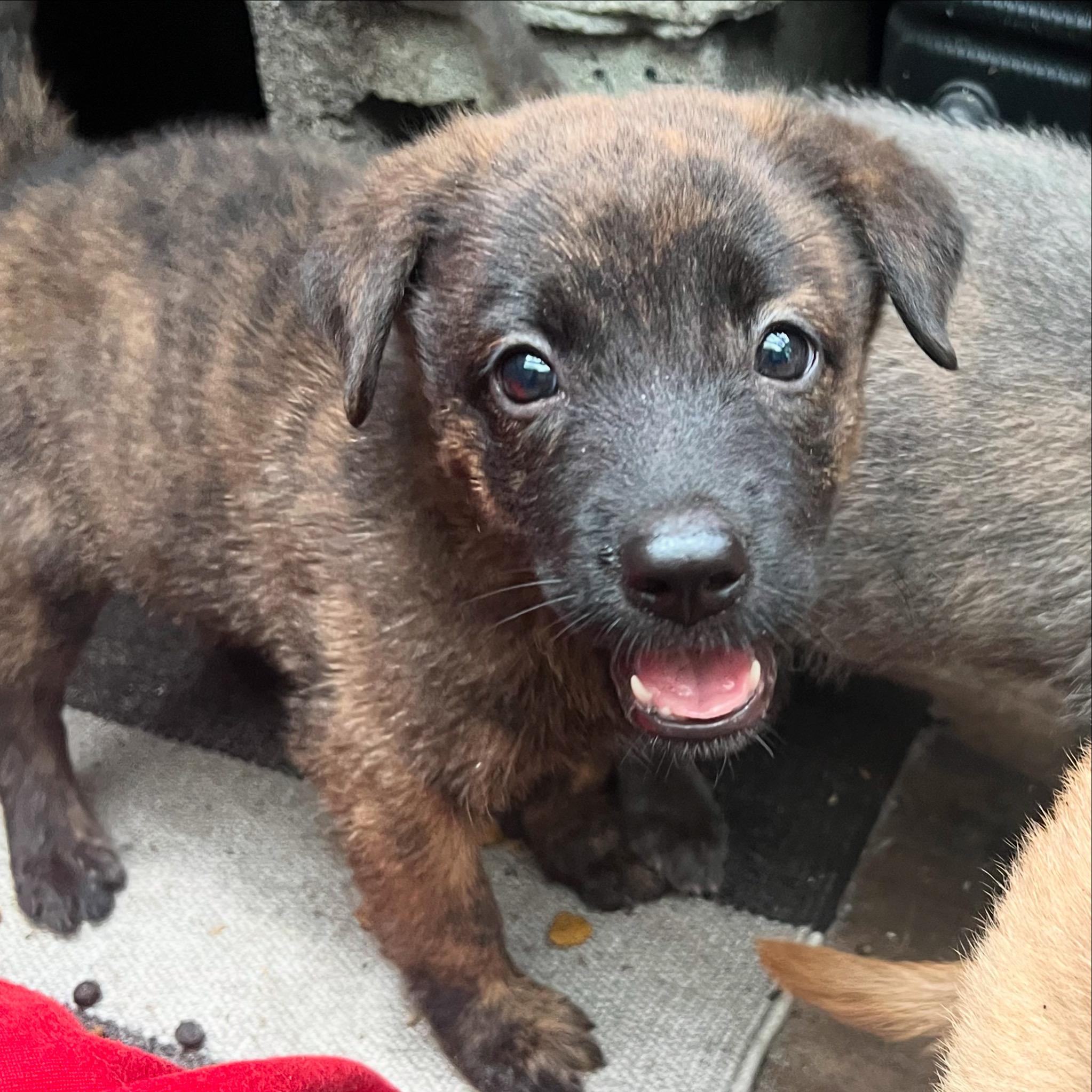 frankie Belgian Shepherd / Malinois Dog