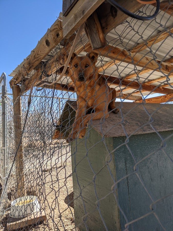 Enlarge Rhiannon, a Adoptable mixed breed in Durango, CO image 1/2