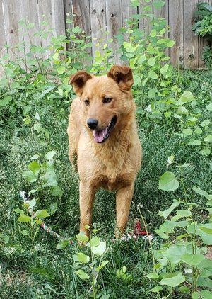 Enlarge Rhiannon, a Adoptable mixed breed in Durango, CO image 2/2