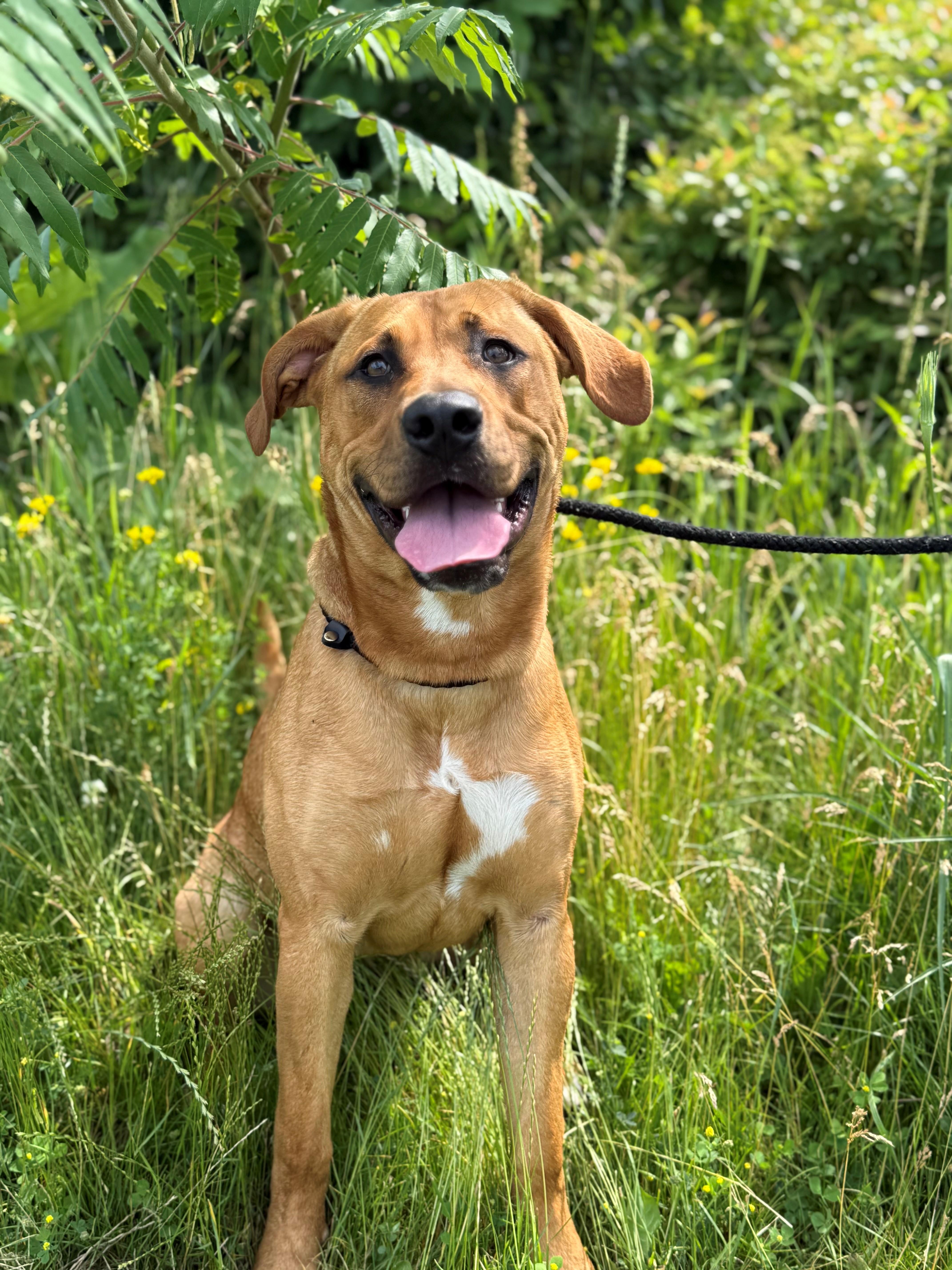 Enlarge Lilah, an adoptable mixed breed in Hamilton, ON image 2/6