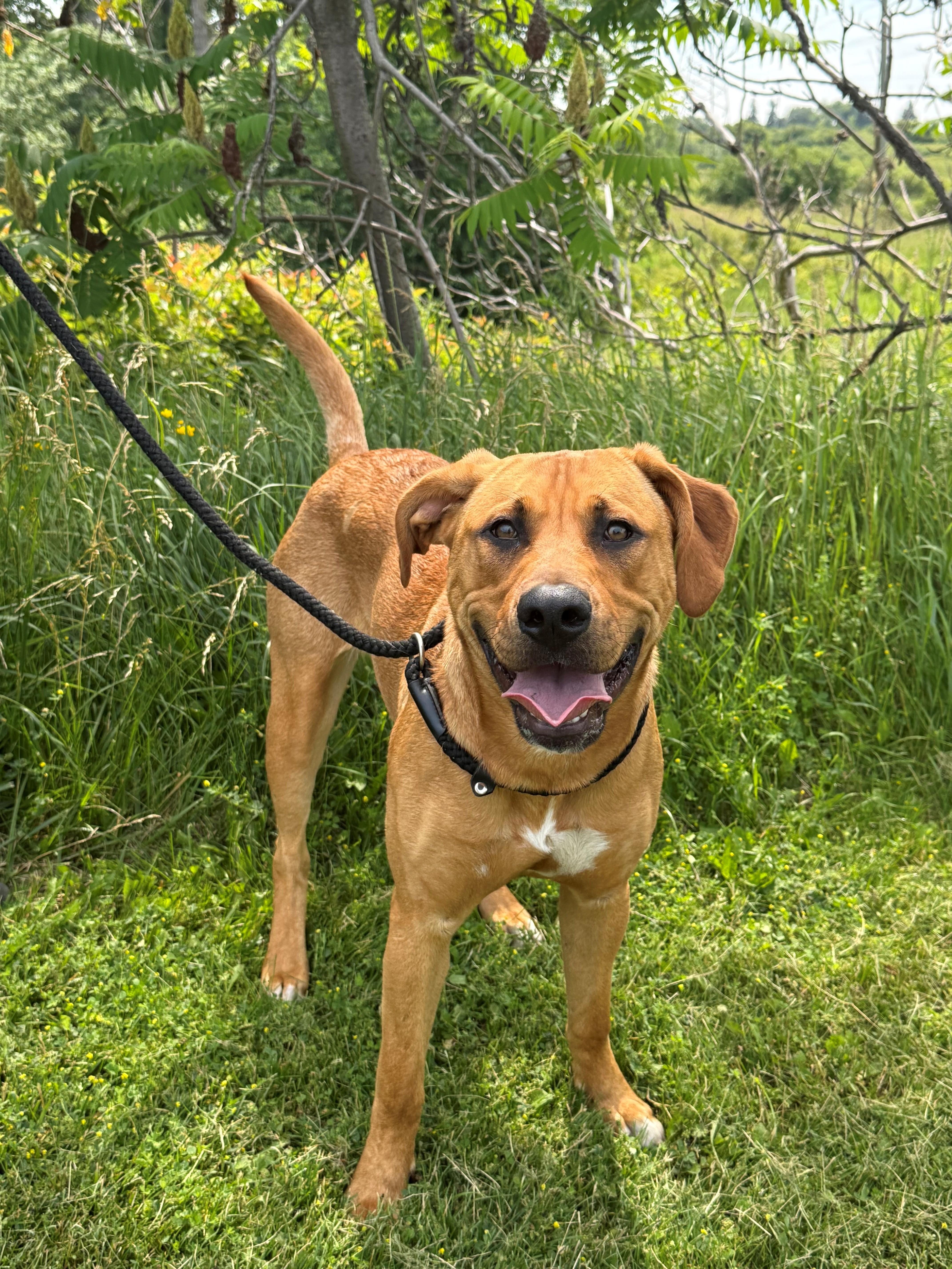 Enlarge Lilah, an adoptable mixed breed in Hamilton, ON image 6/6