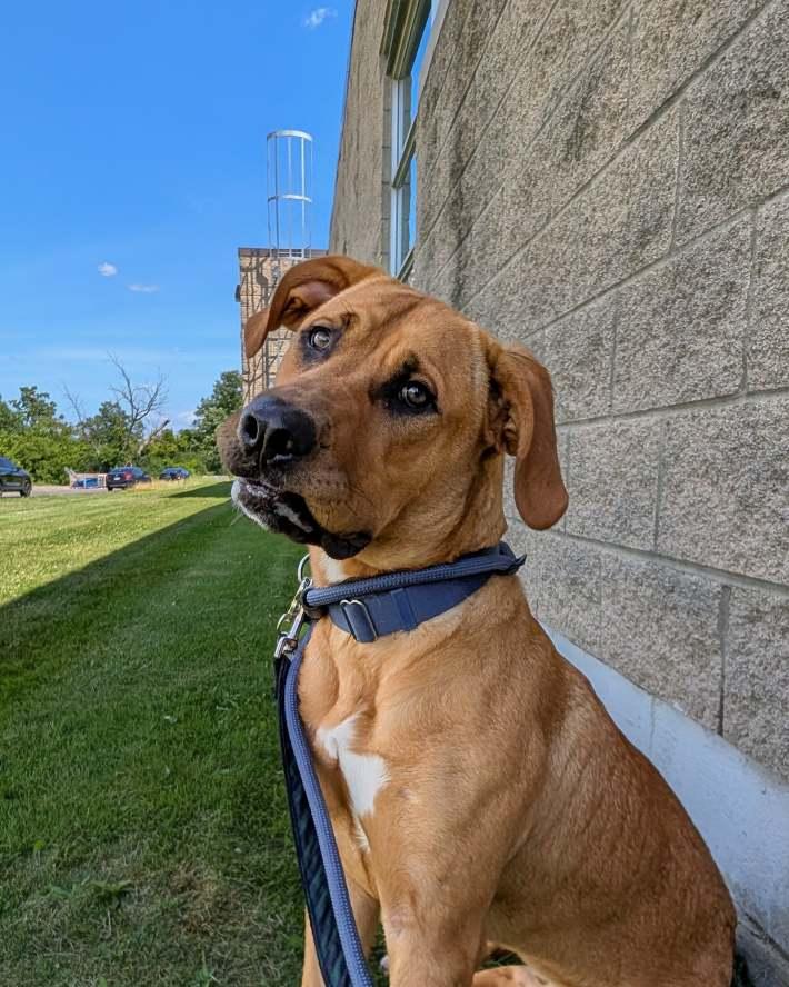 Enlarge Lilah, an adoptable mixed breed in Hamilton, ON image 3/6